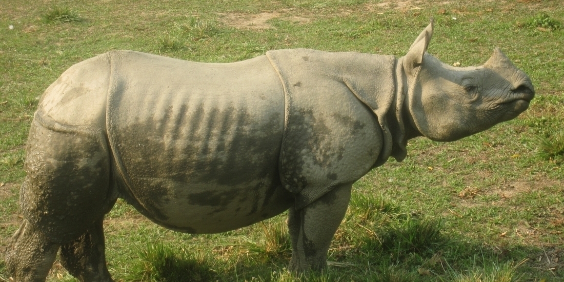 Chitwan National Park: Exploring Nature's Bounty and Adventures